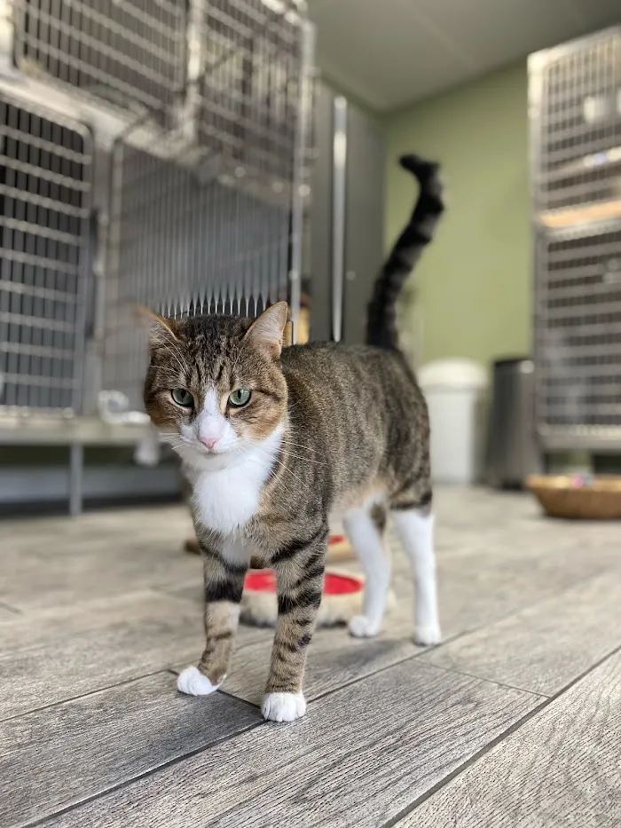 VCA Baywood Animal Hospital & Pet Resort 12