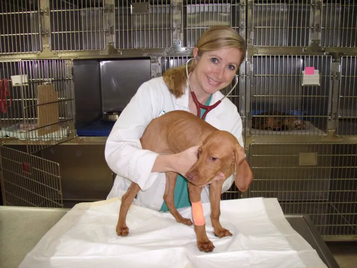 VCA Miracle Mile Animal Hospital 2