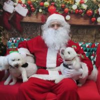 VCA Miracle Mile Animal Hospital ico