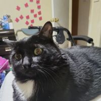 Animal Medical Center of Lehigh Acres ico