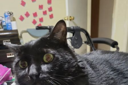 Animal Medical Center of Lehigh Acres