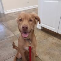 Companion Pet Care ico
