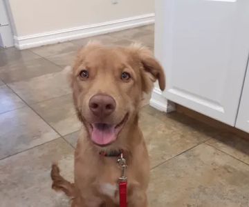 Companion Pet Care