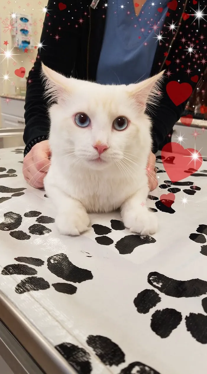 Companion Pet Care 12