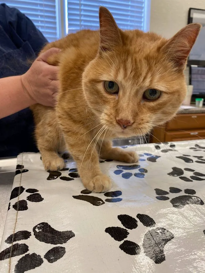 Companion Pet Care 12