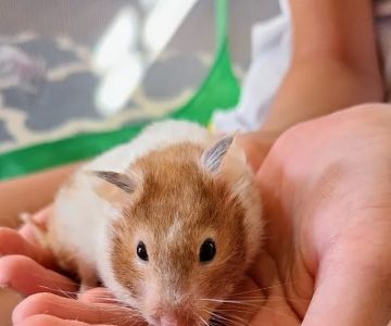 Medlin Exotic Animal Medical Services