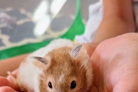 Medlin Exotic Animal Medical Services
