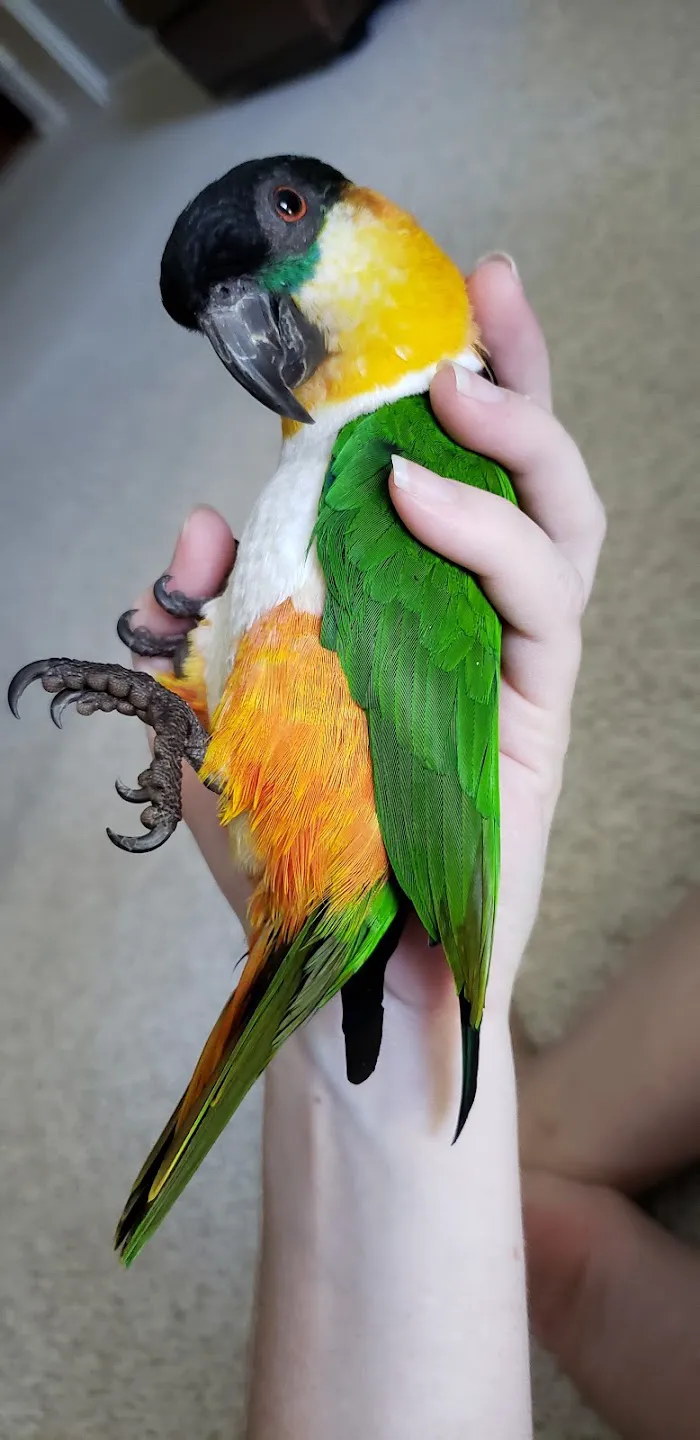 Medlin Exotic Animal Medical Services 12