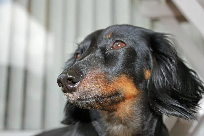 Viscaya Prado Veterinary Hospital 12