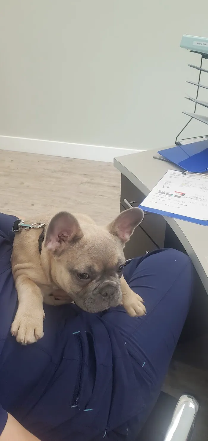 Treeline Animal Hospital 4