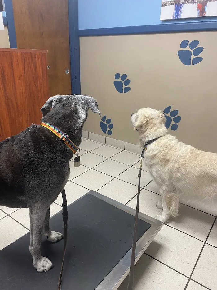 VCA Coral Animal Hospital 12
