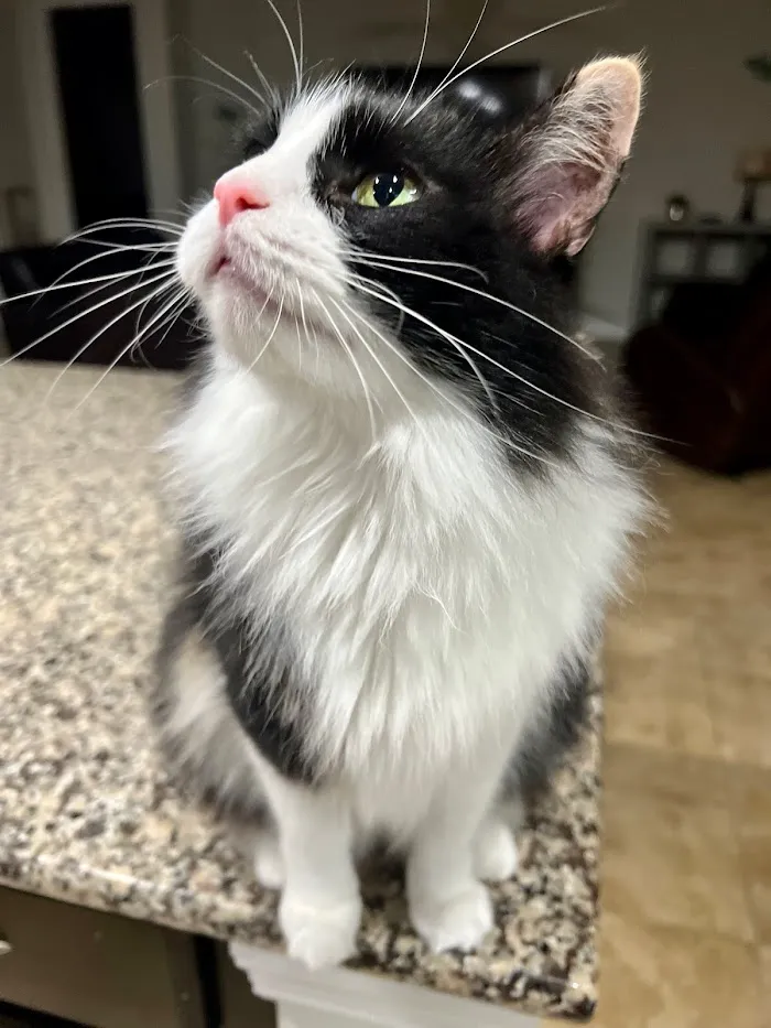Gulf Coast Humane Society Veterinary Clinic 12