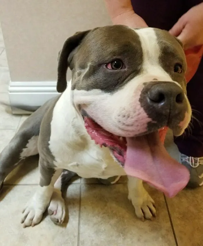 Gulf Coast Humane Society Veterinary Clinic 12