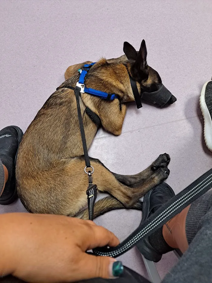 Gulf Coast Humane Society Veterinary Clinic 12