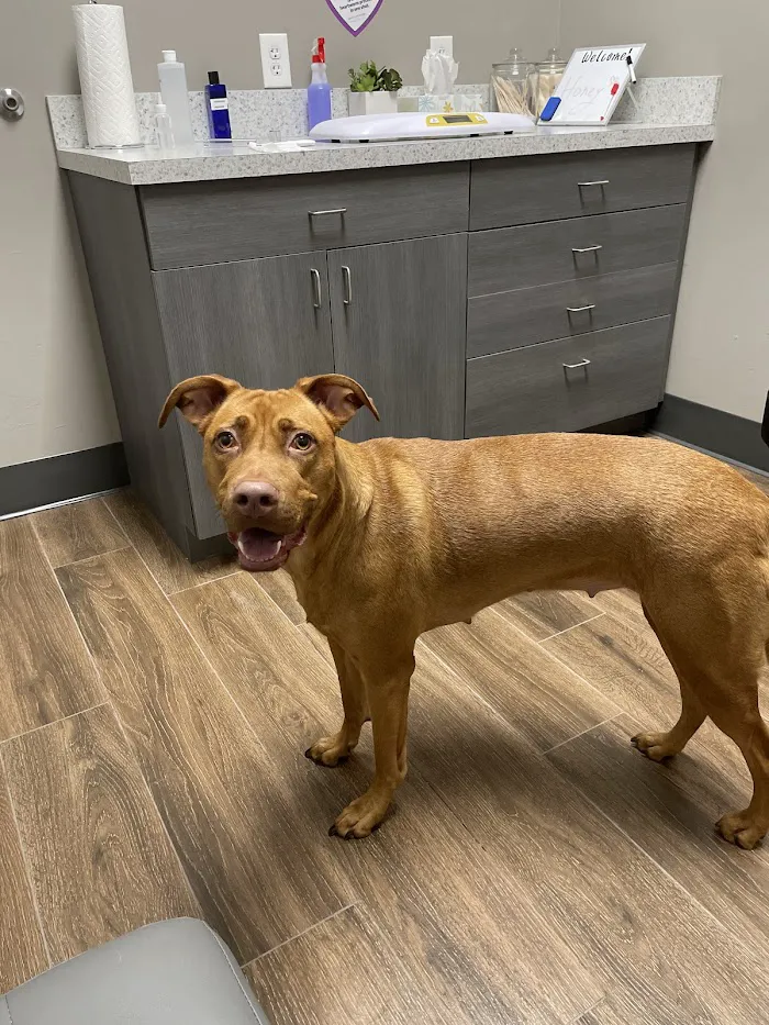 Cypress Lake Animal Hospital 1