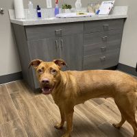 Cypress Lake Animal Hospital ico