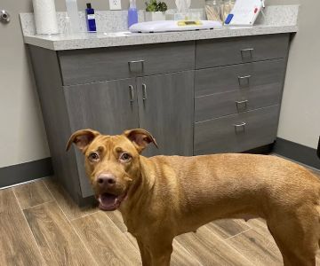 Cypress Lake Animal Hospital