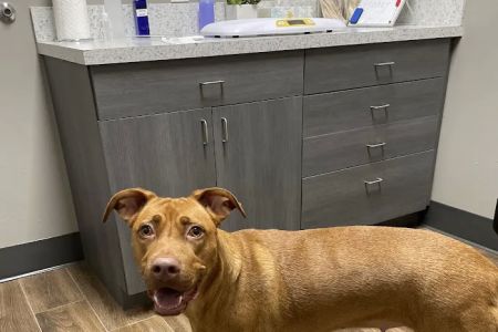 Cypress Lake Animal Hospital