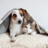 Daniels Parkway Animal Hospital ico