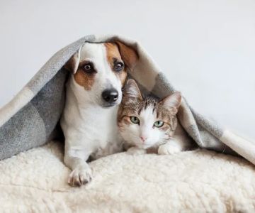 Daniels Parkway Animal Hospital