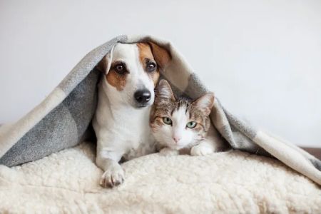 Daniels Parkway Animal Hospital