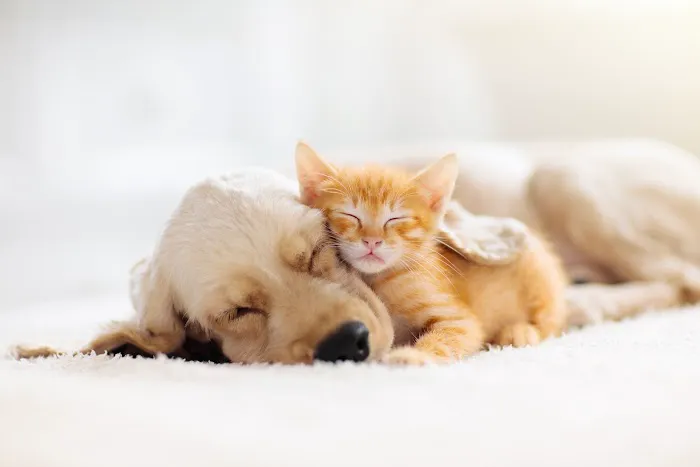 Daniels Parkway Animal Hospital 12