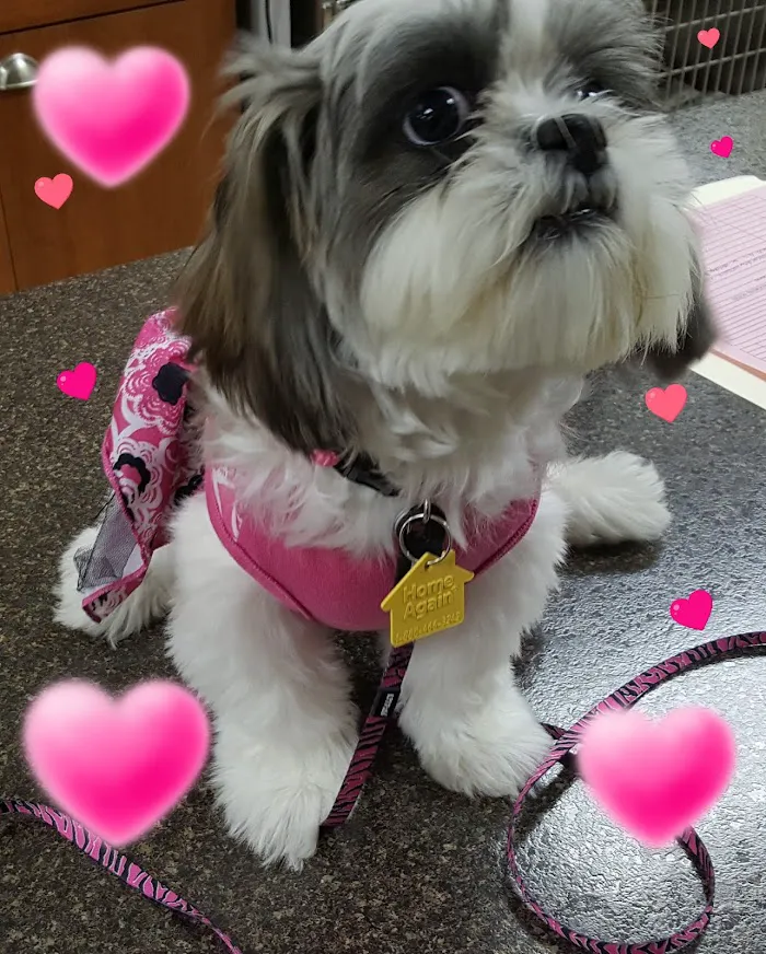 Daniels Parkway Animal Hospital 12