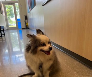 Fort Myers Animal Medical Center