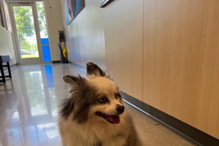 Fort Myers Animal Medical Center