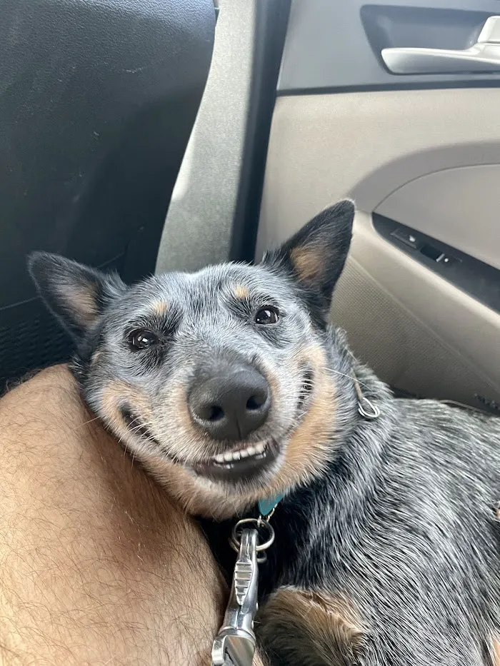 Fort Myers Animal Medical Center 12