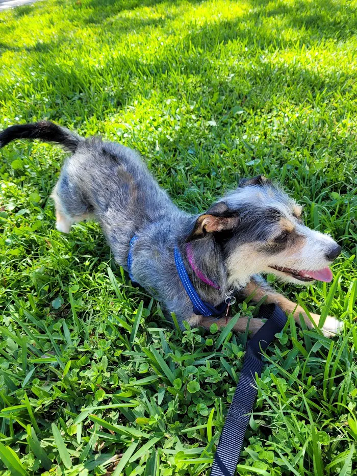 San Carlos Park Animal Hospital: Skov Michael C DVM 12