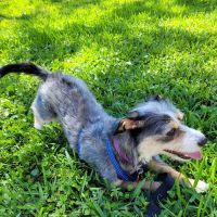 San Carlos Park Animal Hospital: Skov Michael C DVM ico