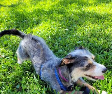 San Carlos Park Animal Hospital: Skov Michael C DVM
