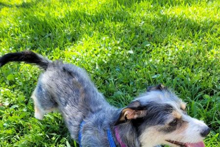 San Carlos Park Animal Hospital: Skov Michael C DVM