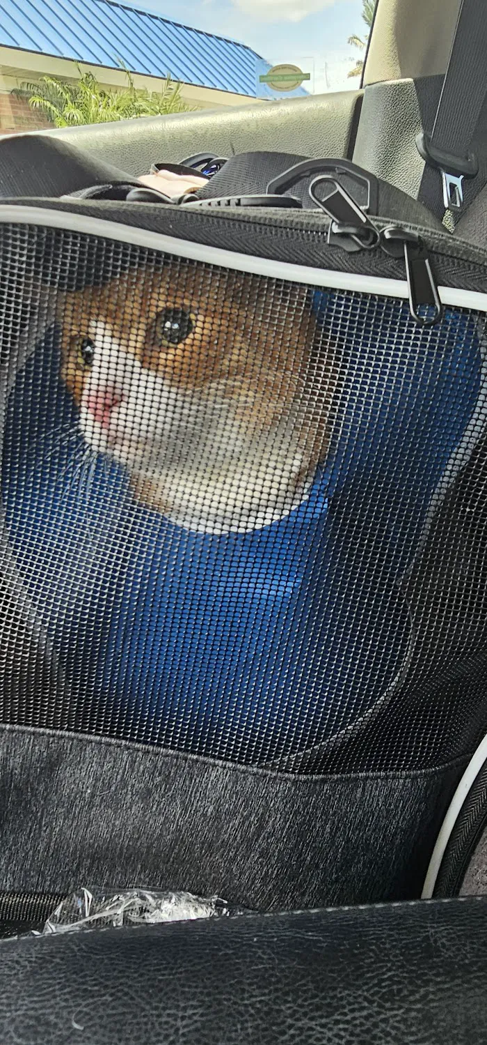 Veterinarian 4