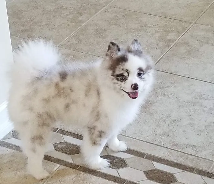 Veterinarian 2