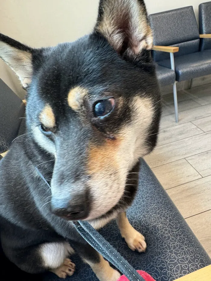 Veterinarian 3