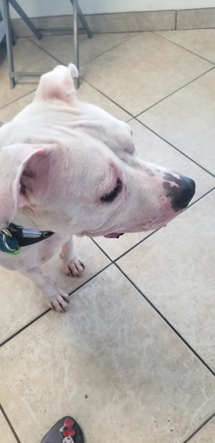 Fort Myers Veterinary Hospital 12