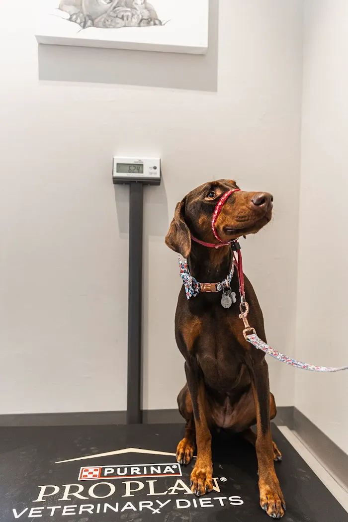 Sandy Paws Veterinary Hospital 12