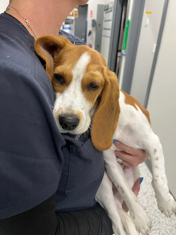 Sandy Paws Veterinary Hospital 12