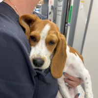 Sandy Paws Veterinary Hospital ico