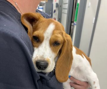 Sandy Paws Veterinary Hospital