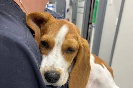 Sandy Paws Veterinary Hospital