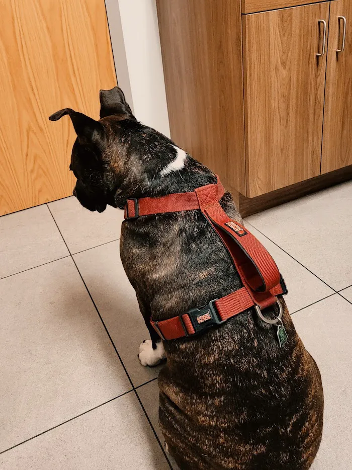 Viscaya Prado Veterinary Hospital Main 1141 Country Club 12