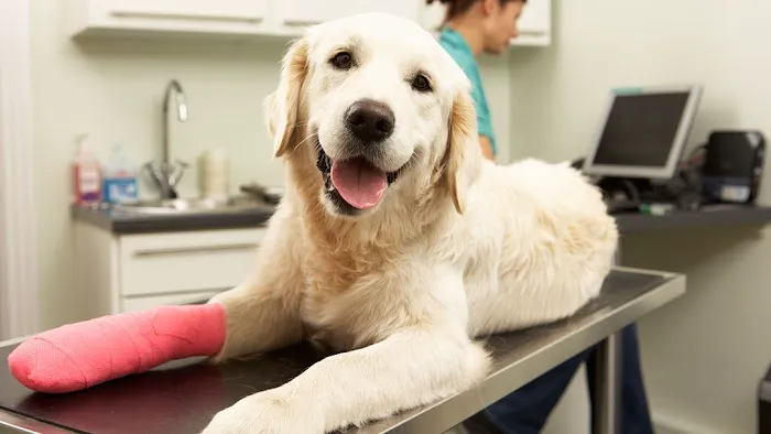 South Gate Veterinary Clinic 12