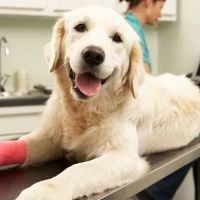 South Gate Veterinary Clinic ico