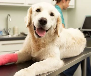South Gate Veterinary Clinic