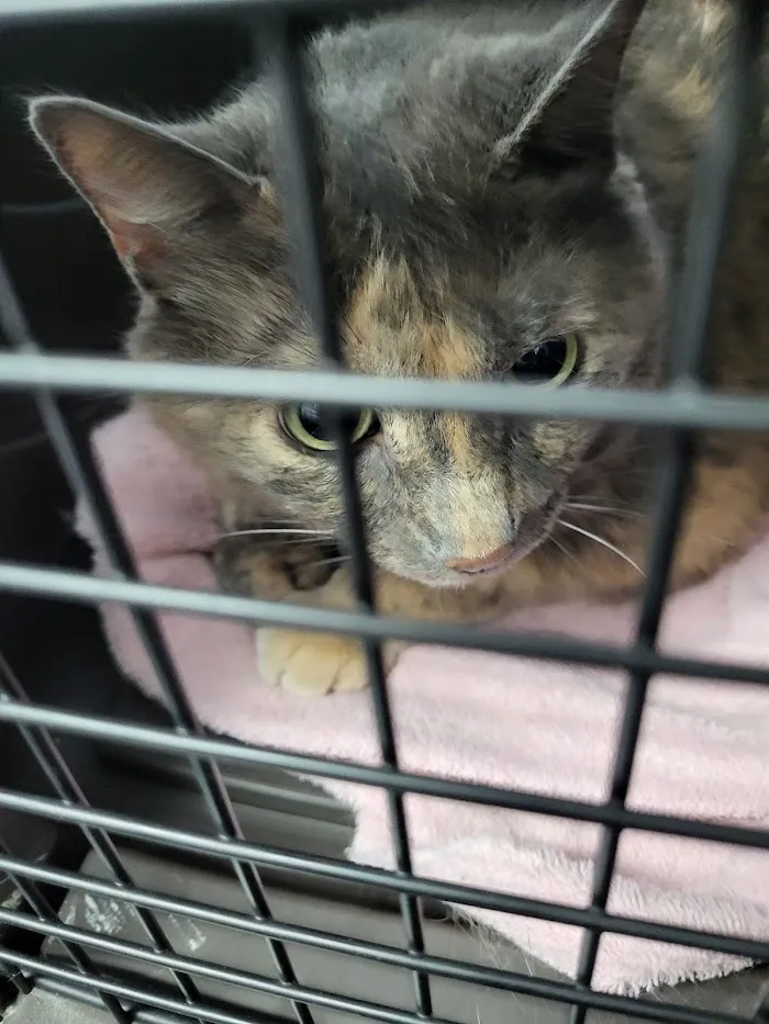 South Gate Veterinary Clinic 12