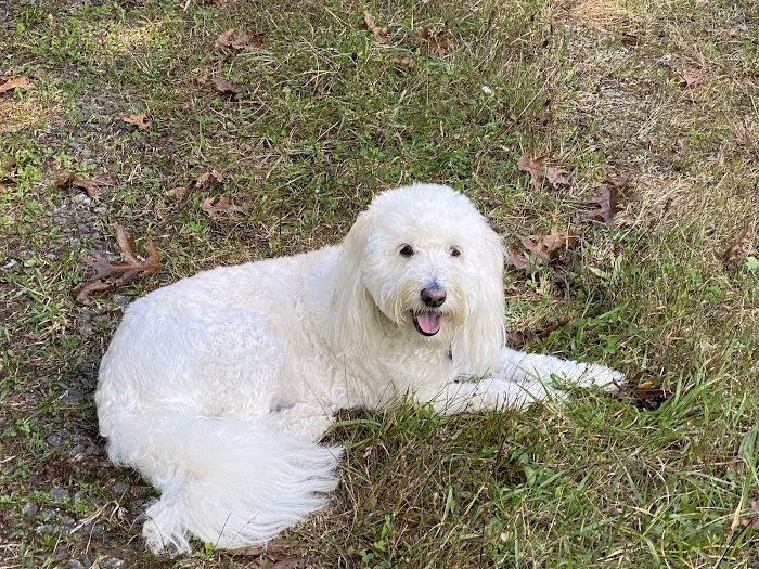 Olde Naples Animal Wellness Center 12