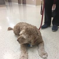 Eastside Animal Clinic ico